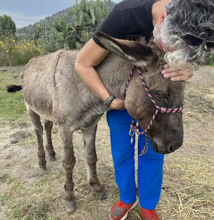 Rescatista abrazando a un burro en el santuario