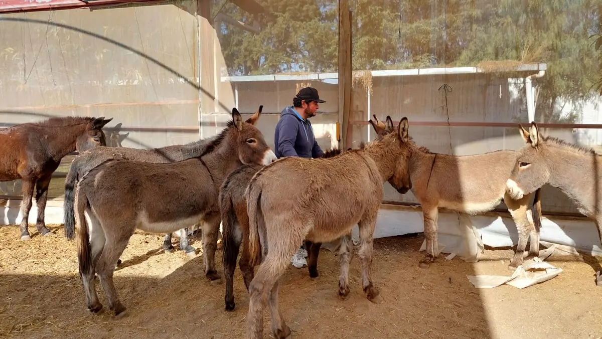Burros descansando en el establo techado del santuario