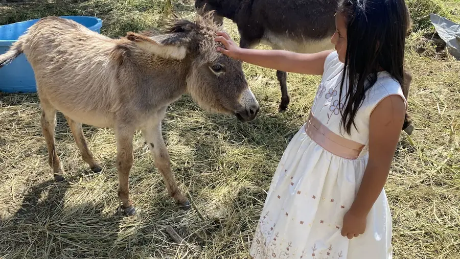 Niña acariciando con ternura a un burro rescatado