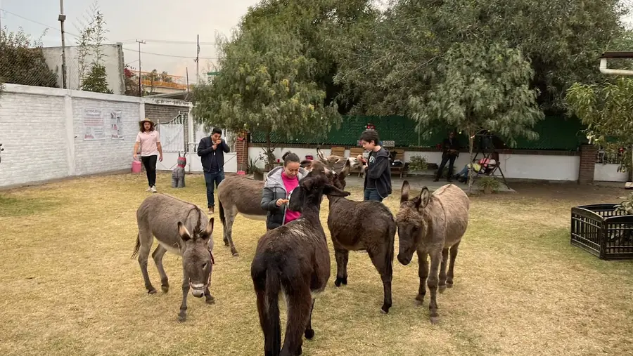 Burros rescatados paseando libres por el patio del santuario con visitantes